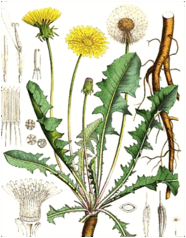 0600g63i-1055-186x238.png