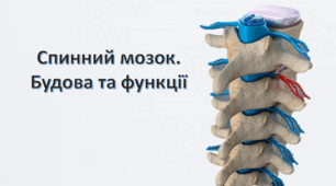 Будова та функції спинного мозку