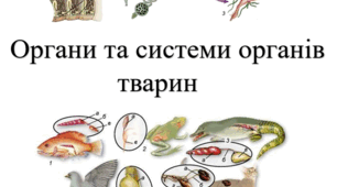 Узагальнення вивченого з теми "Органи та системи органів тварин" частина І Перездача та доздачв