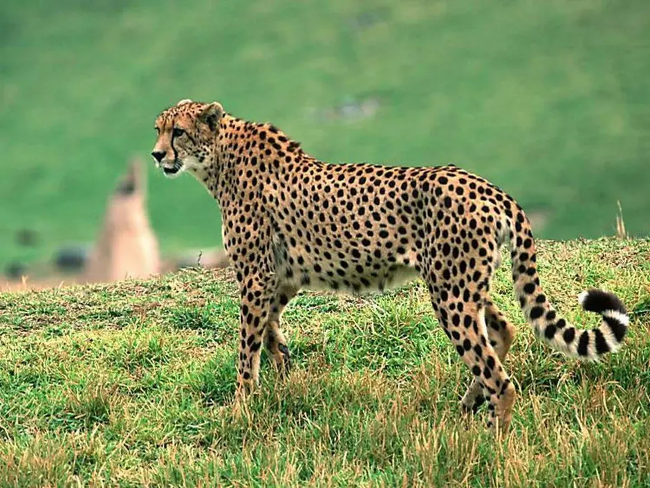 0600gb97-07a5-940x705.webp
