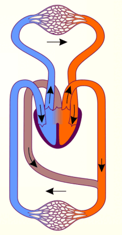 0600gbvp-8556-239x458.png