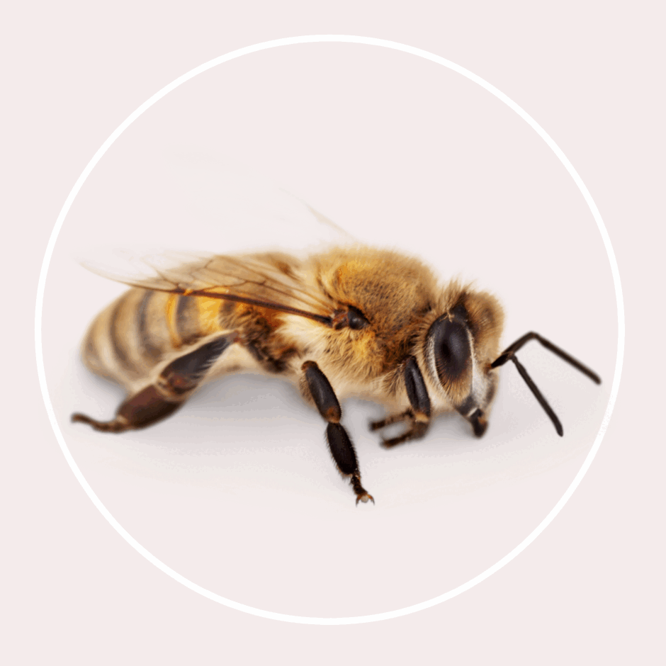 0600gc10-5a8b-940x940.png