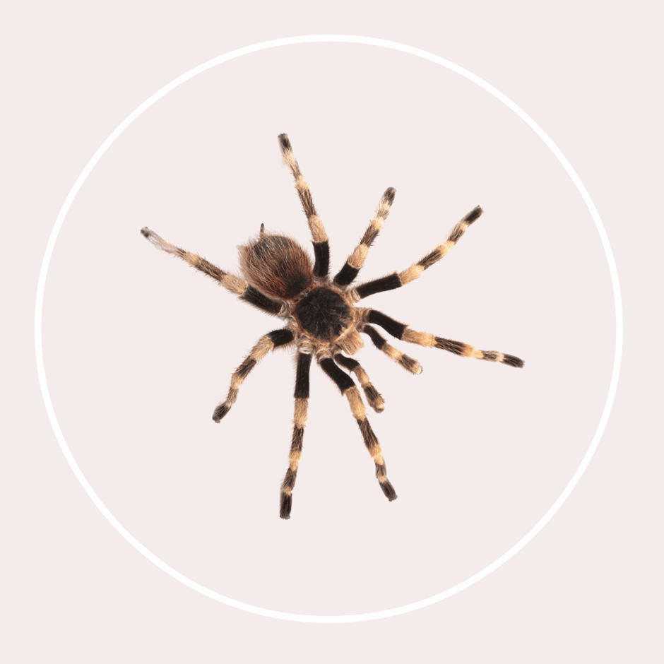 0600gc5y-2b06-940x940.png