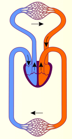 0600gc7s-c081-235x454.png