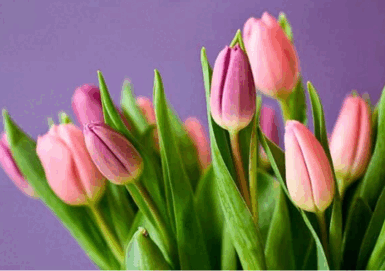 0600gfmz-7b7e-385x271.png