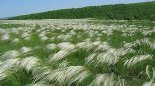 Природні зони України