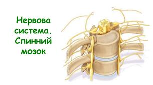 Нервова система. Спинний мозок