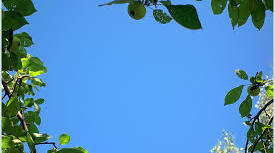 Nature and the Environment