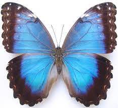 Файл:Morpho peleides female.jpg — Википедия