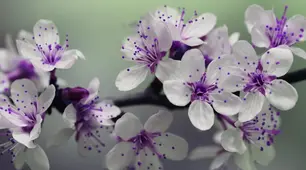 Життя і творчість В.Шекспіра. Сонети.