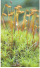 0600h5aw-b957-167x280.png