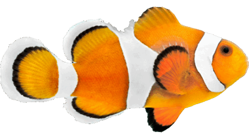 0600hccc-3f3c-500x281.png