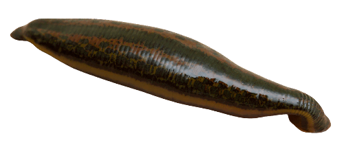 0600hccd-556d-500x214.png