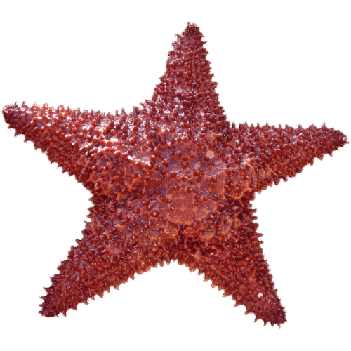 0600hcci-6308-500x500.png