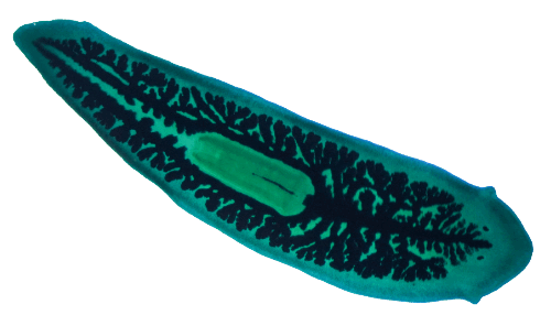 0600hcd6-46b9-500x296.png
