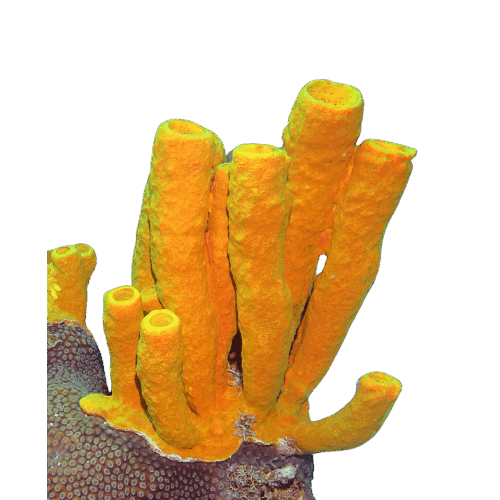 0600hcd9-69be-500x500.png