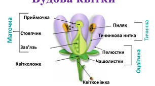 Конспект уроку з "Пізнаємо природу" 5 клас на тему: "Які органи у квіткової рослини"