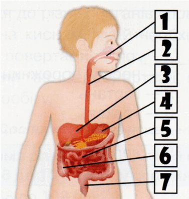 0600hlh4-3e9e-377x396.png