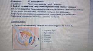 Діагностична робота 8 клас НУШ "Сенсорна і нервова системи людини"
