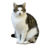 0600i53f-11d7-109x92.png