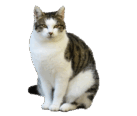 0600i56x-76d1-137x116.png