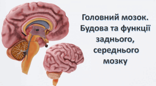 Головний мозок. Будова та функції заднього,  середнього   мозку
