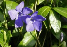 0600ilpa-90a9-229x161.png