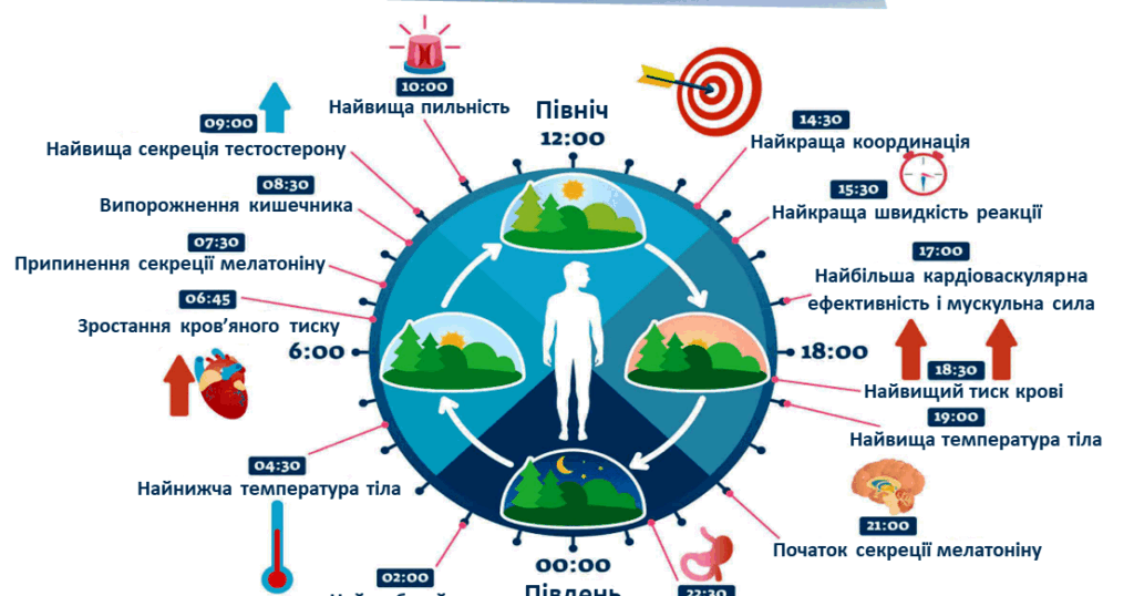 Презентація"Біологічні ритми людини. НУШ" | Презентація. Довкілля