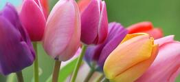 0600jgv8-116e-262x119.jpg
