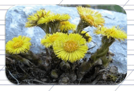 0600jind-5b9e-273x185.png