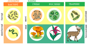 Навіщо та як класифікують організми.