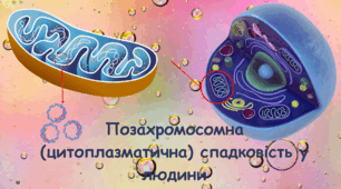 Презентація для 10 кл. "Позахромосомна (цитоплазматична) спадковість у людини"