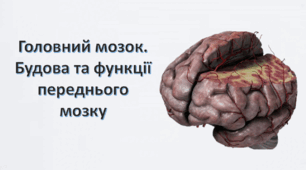 Будова та функції переднього мозку