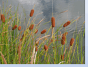 0600jy0p-7033-235x174.png