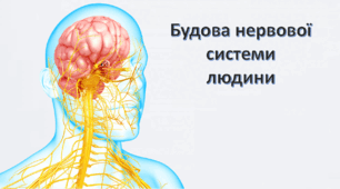 Блок презентацій з теми "Нервова система. Будова спинного та головного мозку"