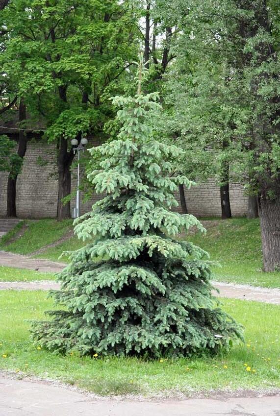 Ялина колюча ф. глаука / Picea pungens f. glauca