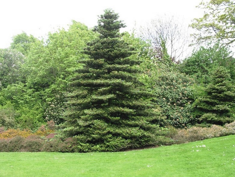 Ялиця корейська / Abies koreana