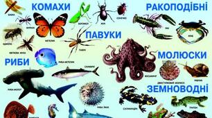 Комахи, риби, земноводні, плазуни та птахи. Що я про них знаю?