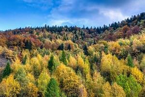 Мішані та широколистяні ліси, особливості зони, рослини і тваринний світ, клімат, грунти, назви дерев, заповідники, схема ярусів, цікаві факти | #ТЕГ