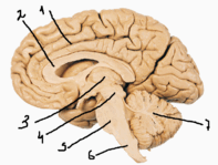 0600k3zo-9450-197x149.png
