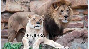 Тест "Поведінка тварин"