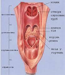 Глотка, розташування, стінки, відділи. — Wiki