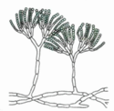 0600l7or-79d6-125x122.png