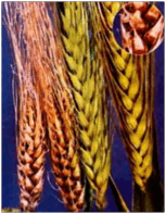 0600l9dk-5826-153x197.png