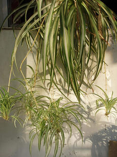 0600lnh2-3dc4-230x307.jpg