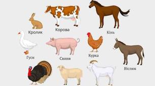 Свійські тварини ( кросворд)