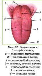 Ротова порожнина, будова. Органи ротової порожнини. — Wiki