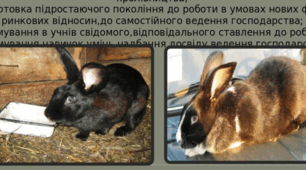 Трудова акція " Кролик ".