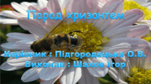 Екскурсія Нікітський ботанічний сад " Парад хризантем".