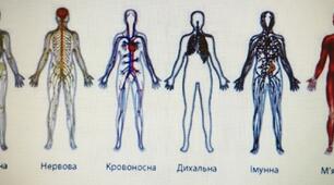 Матеріали для поточного опитування(самостійна робота). Пізнаємо природу. 5 клас.  Тема "Організм людини - цілісна система"